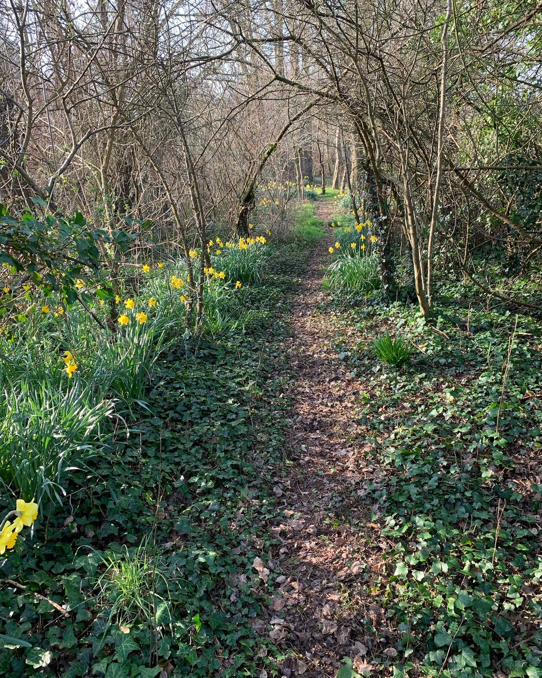 A tree planted in the UK for every sustainable school uniform order