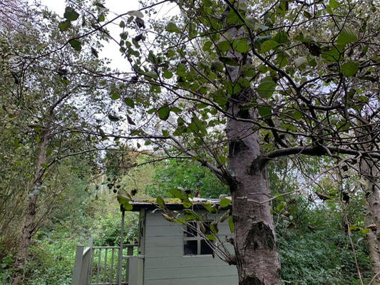 Meet the trees: Alder
