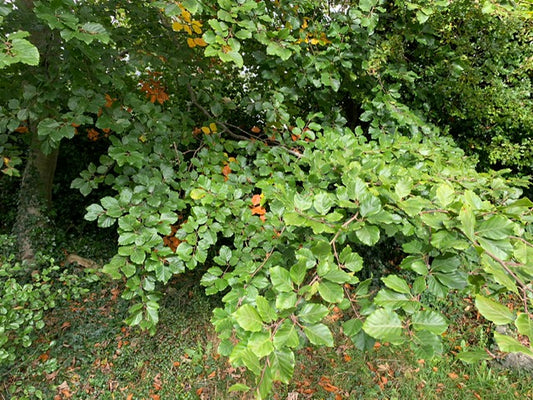 Meet the trees: Beech
