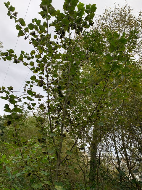 Meet the trees: Birch