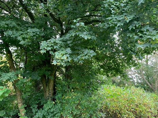 Meet the trees: Field maple
