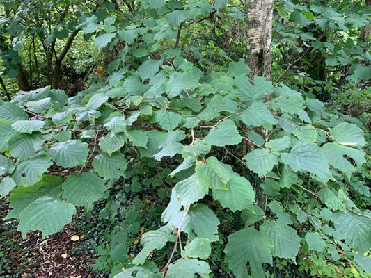 Meet the trees: Hazel
