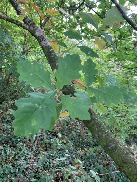 Meet the trees: Oak