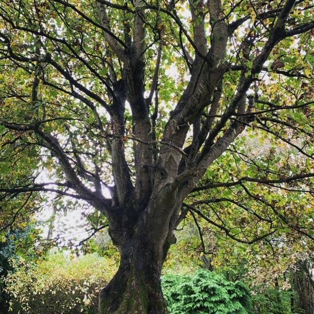 Meet the trees: Sycamore
