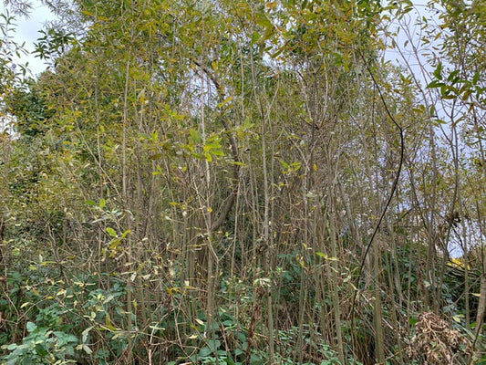 Meet the trees: Willow