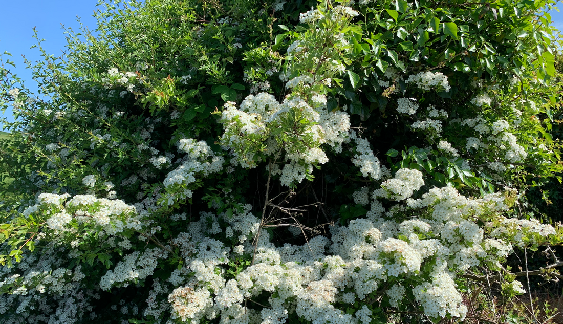 Meet the trees: Hawthorn