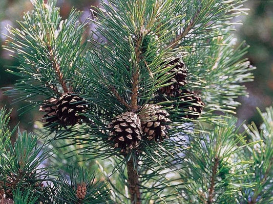Meet the trees: Scots pine