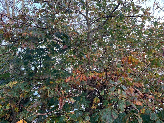Meet the trees: Horse chestnut