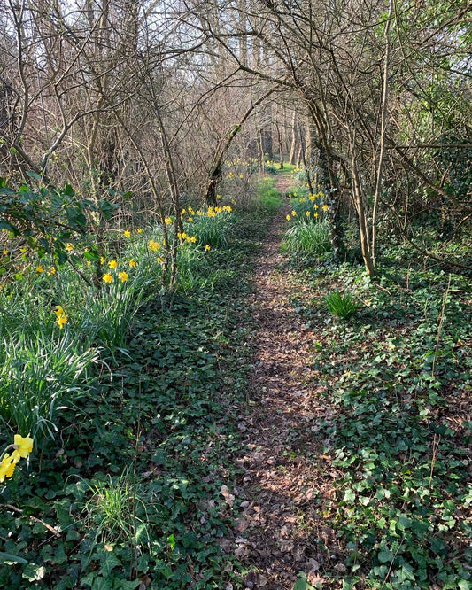 A tree planted in the UK for every sustainable school uniform order