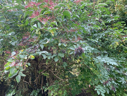 Meet the trees: Elderflower