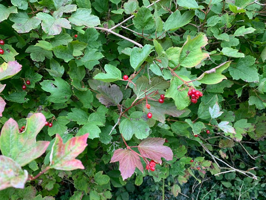 Meet the trees: Guelder rose