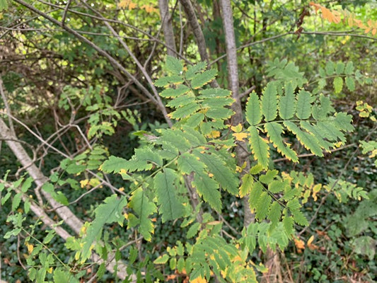 Meet the trees: Rowan