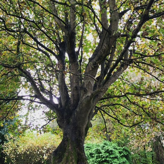 Meet the trees: Sycamore
