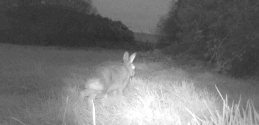 The Irish hare, our illusive neighbours