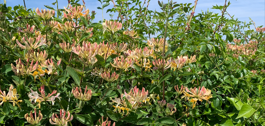 How honeysuckle nurtures biodiversity