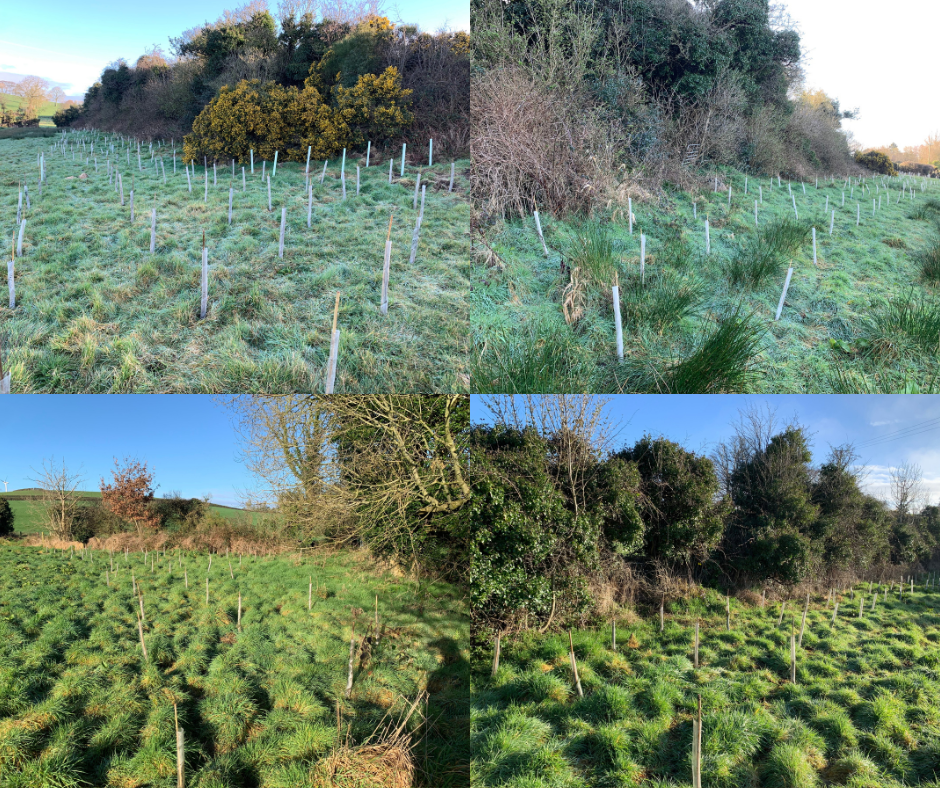Guest blog: Trees Please, by Stephanie McEvoy from Farming Carbon