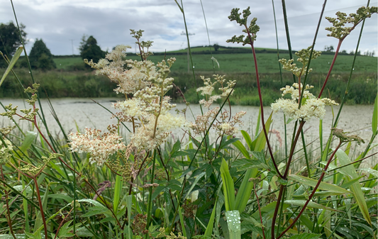 Wild flower with creamy white flowers and long stems near water, Meadowsweet.