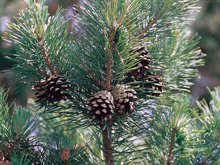 Meet the trees: Scots pine