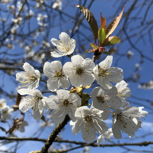 Meet the trees: Sweet cherry