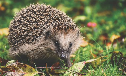 How to involve the kids with the Ulster Wildlife Trusts Let Nature In Campaign