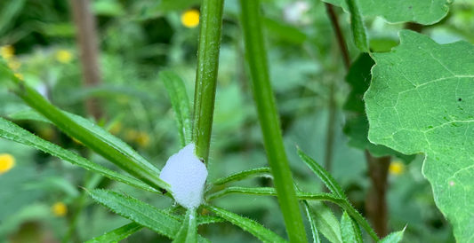 What is cuckoo spit?