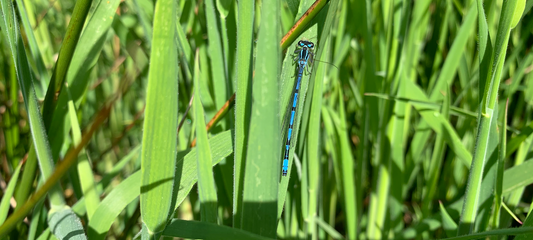 What's the difference between dragonflies and damselflies